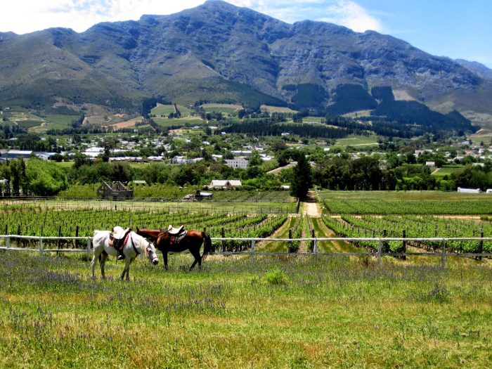 Horses grazing in the Franschhoek valley, South Africa