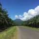 Driving between palm plantations - Papua New Guinea