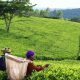 Women tea picking at Satemwa Tea Estate, Southern Malawi
