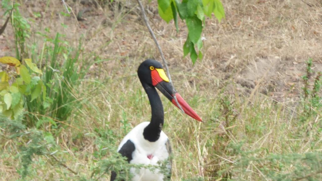 Birdlife in Liwonde National Park, Malawi