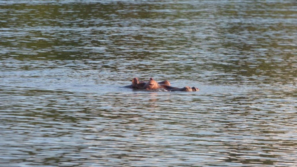 Hippos in the Shire River, Malawi
