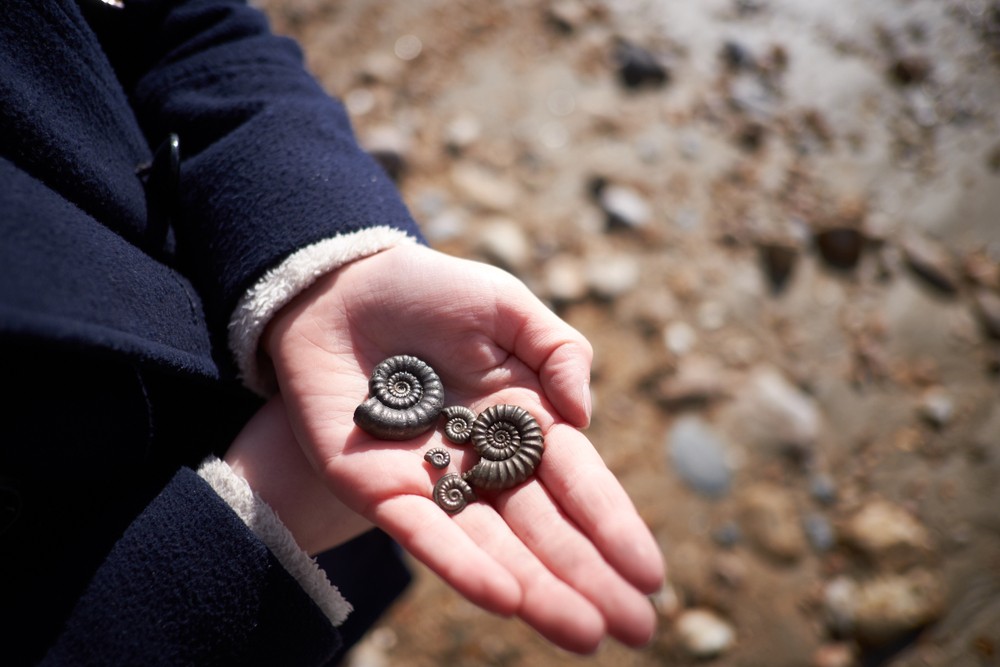 Fossil Hunting In Dorset