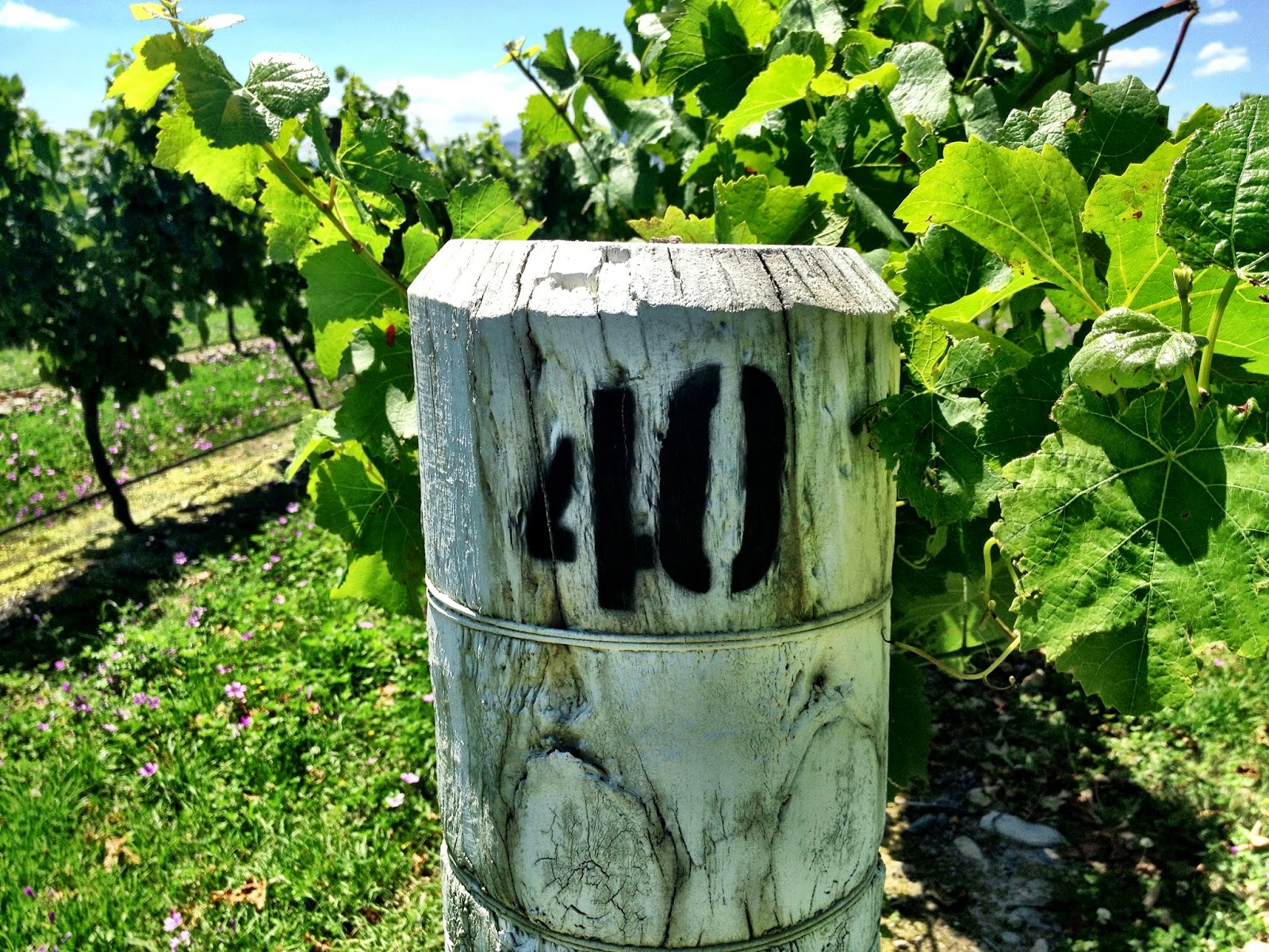 Grape vine row post, Marlborough, New Zealand