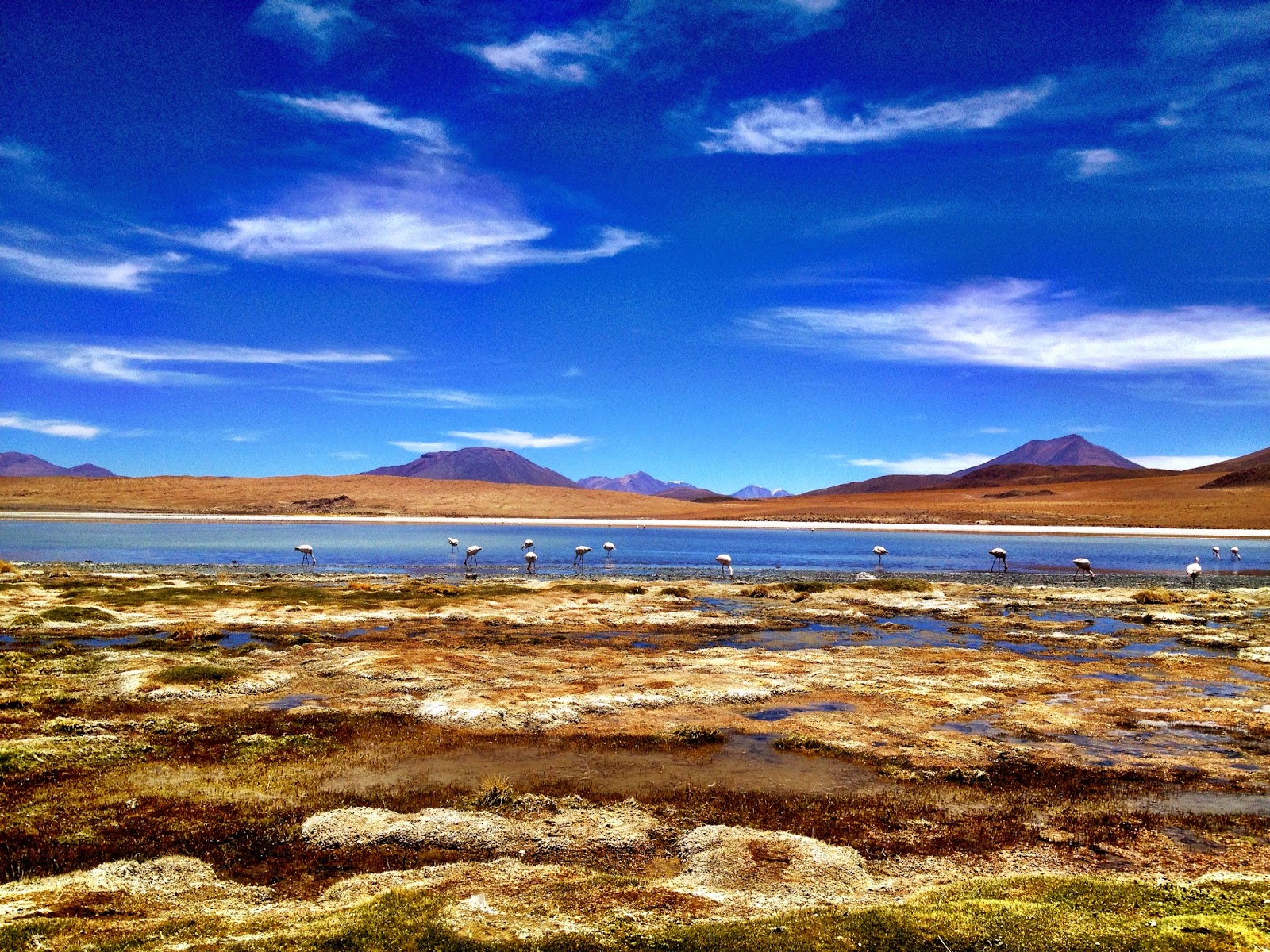 Laguna Hedionda - Salar de Uyuni