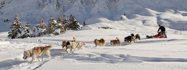 Dog sledding and husky rides in Tignes with Evolution 2