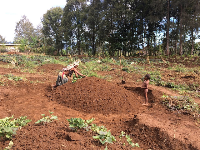 Planting sweet potato in the soil mound - Hela Province, Papua New Guinea