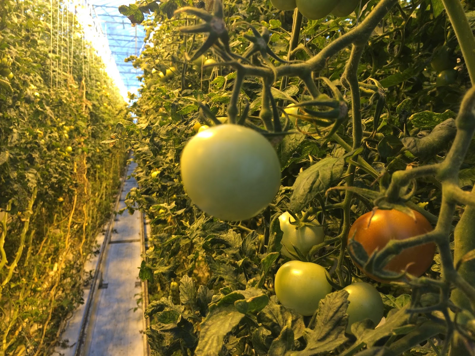 Tomatoes growing at the Fridheimar greenhouse, Iceland