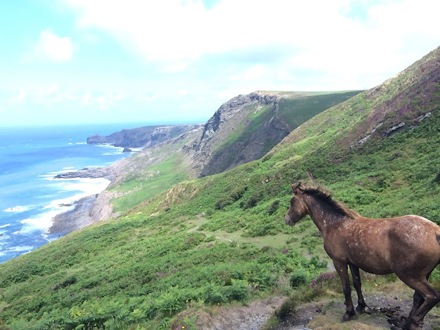 A horse with a view on the South West Coast Path