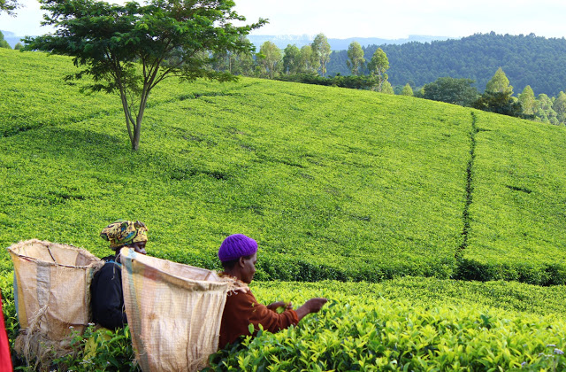 Tea picking at Satemwa Tea Estate, South Malawi