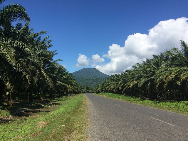 The road towards Walindi - lined by palm oil plantations with a volcano in the background