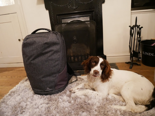 Pip the springer next to the Arcido Faroe backpack