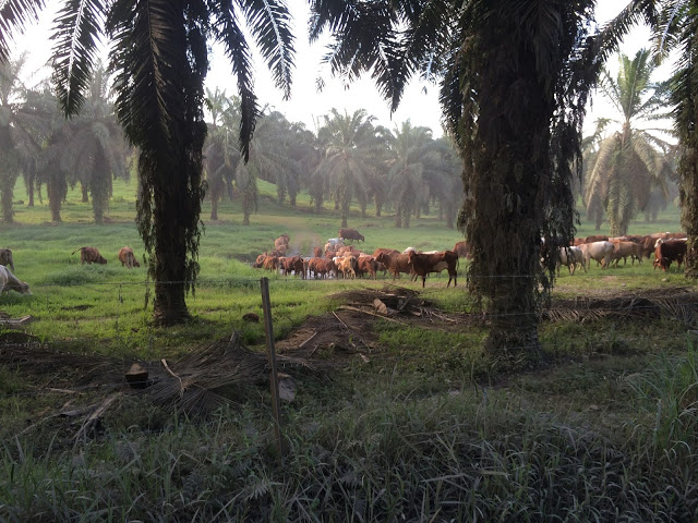 Beef cattle graze in between the rows of plantations - Walindi, Papua New Guinea