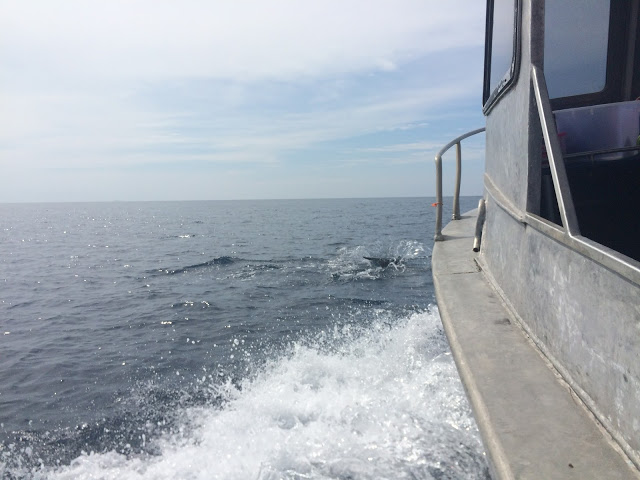 Dolphins ride the waves next to the bow of our boat