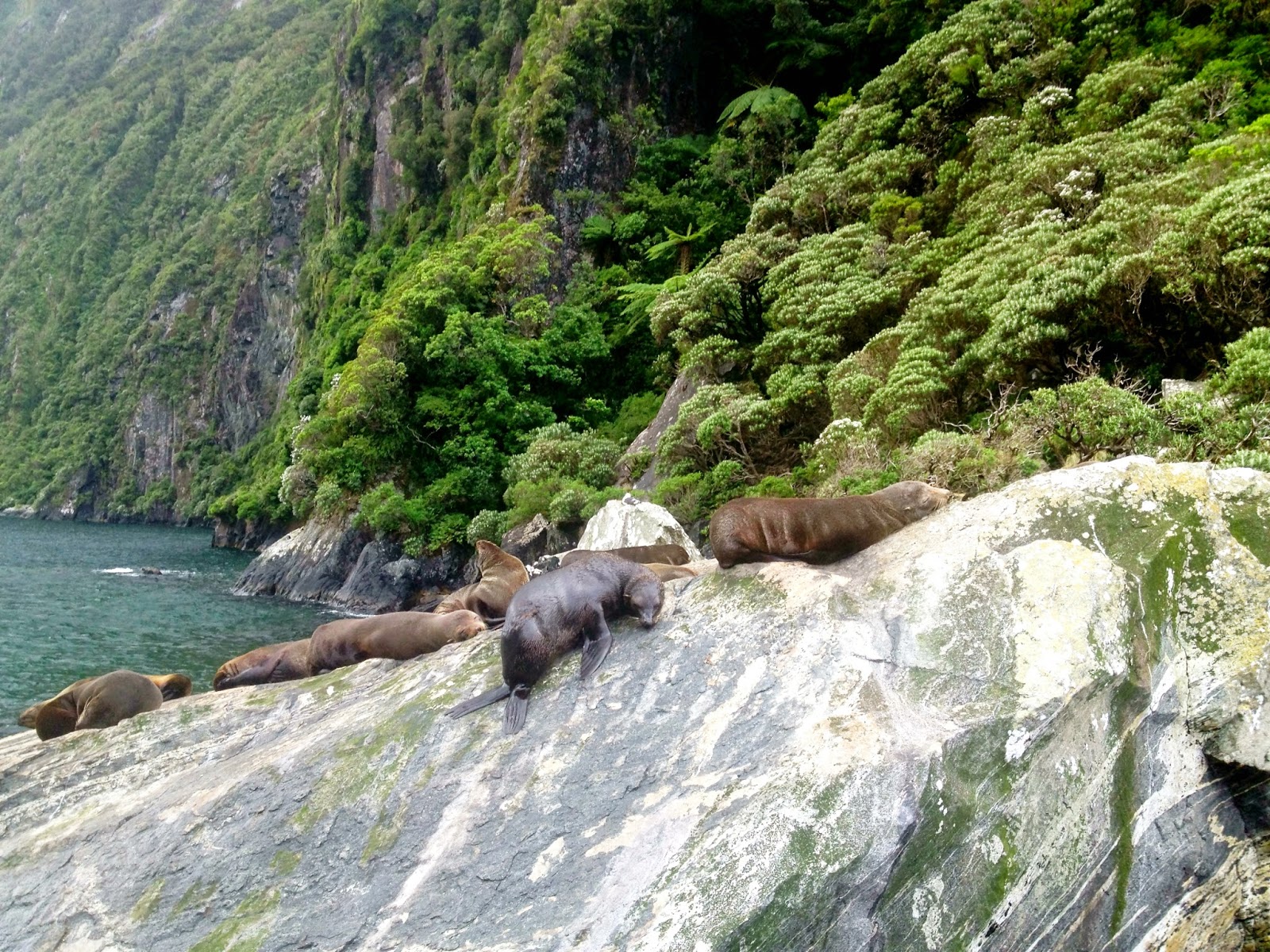 Seals in the Milford Sound, Fjordland, New Zealand